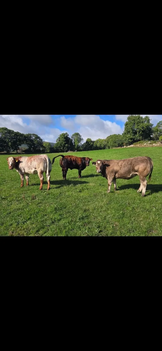 A.I Bred Roan Heifers  (Wexford) - Image 3