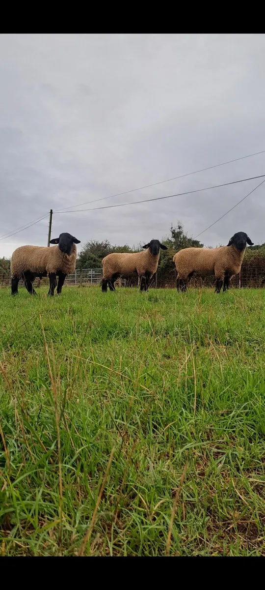 Suffolk ram lambs - Image 2