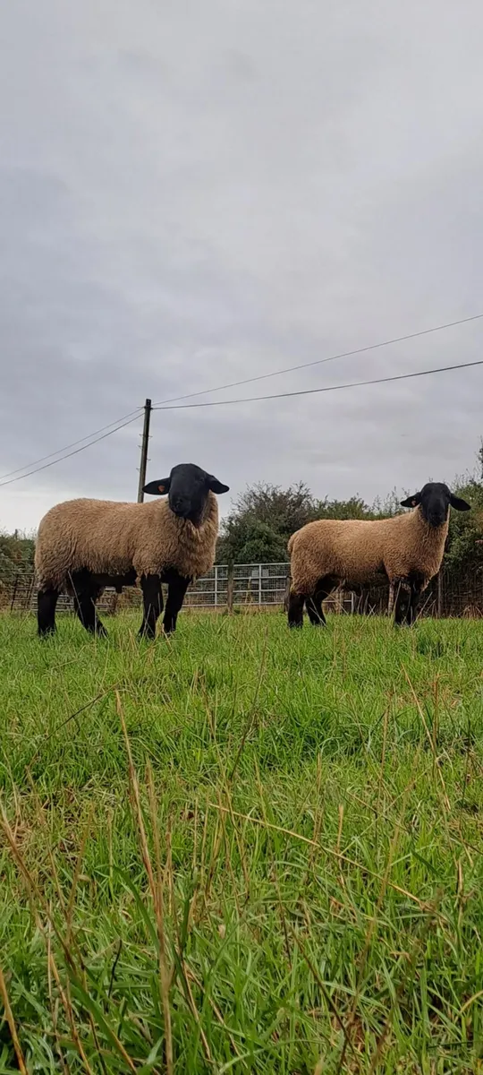 Suffolk ram lambs - Image 3