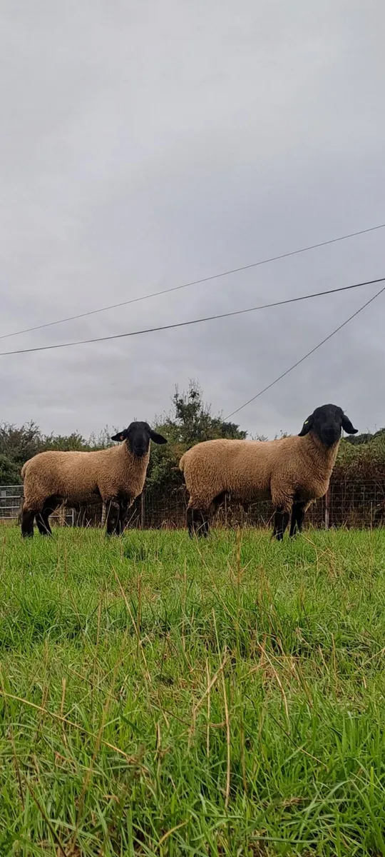 Suffolk ram lambs - Image 4