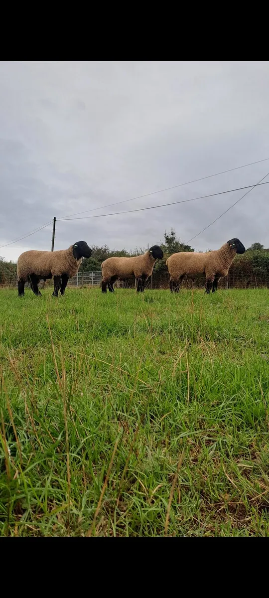 Suffolk ram lambs - Image 1