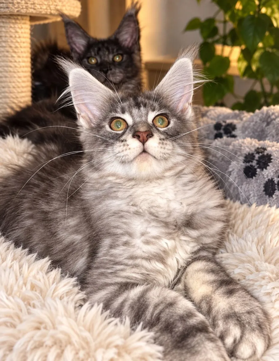 Stunning Maine Coon kittens - Image 1