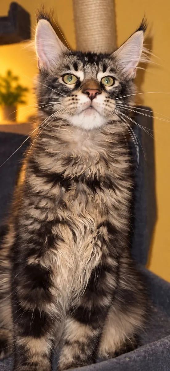 Stunning Maine Coon kittens - Image 2