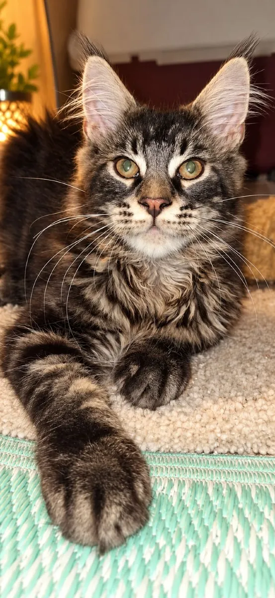 Stunning Maine Coon kittens - Image 3