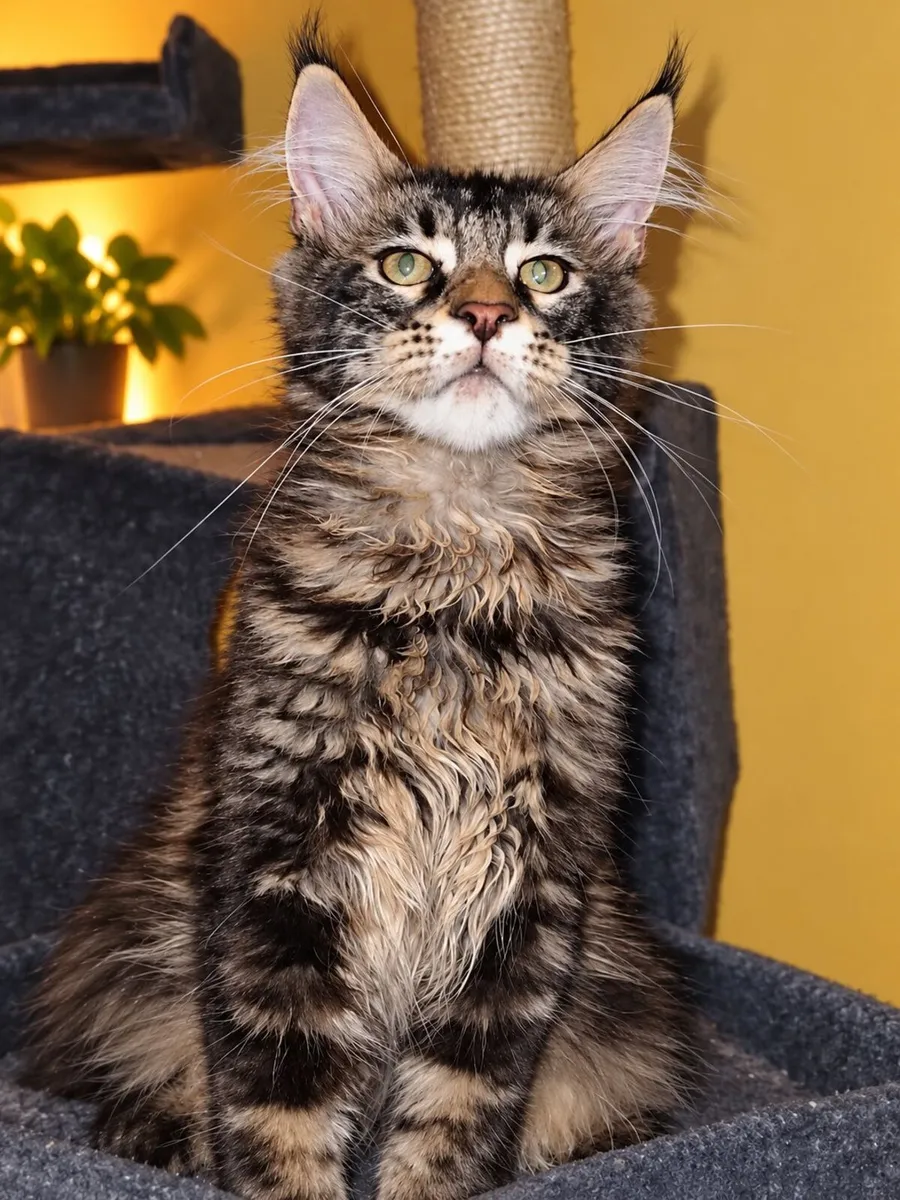 Stunning Maine Coon kittens - Image 4