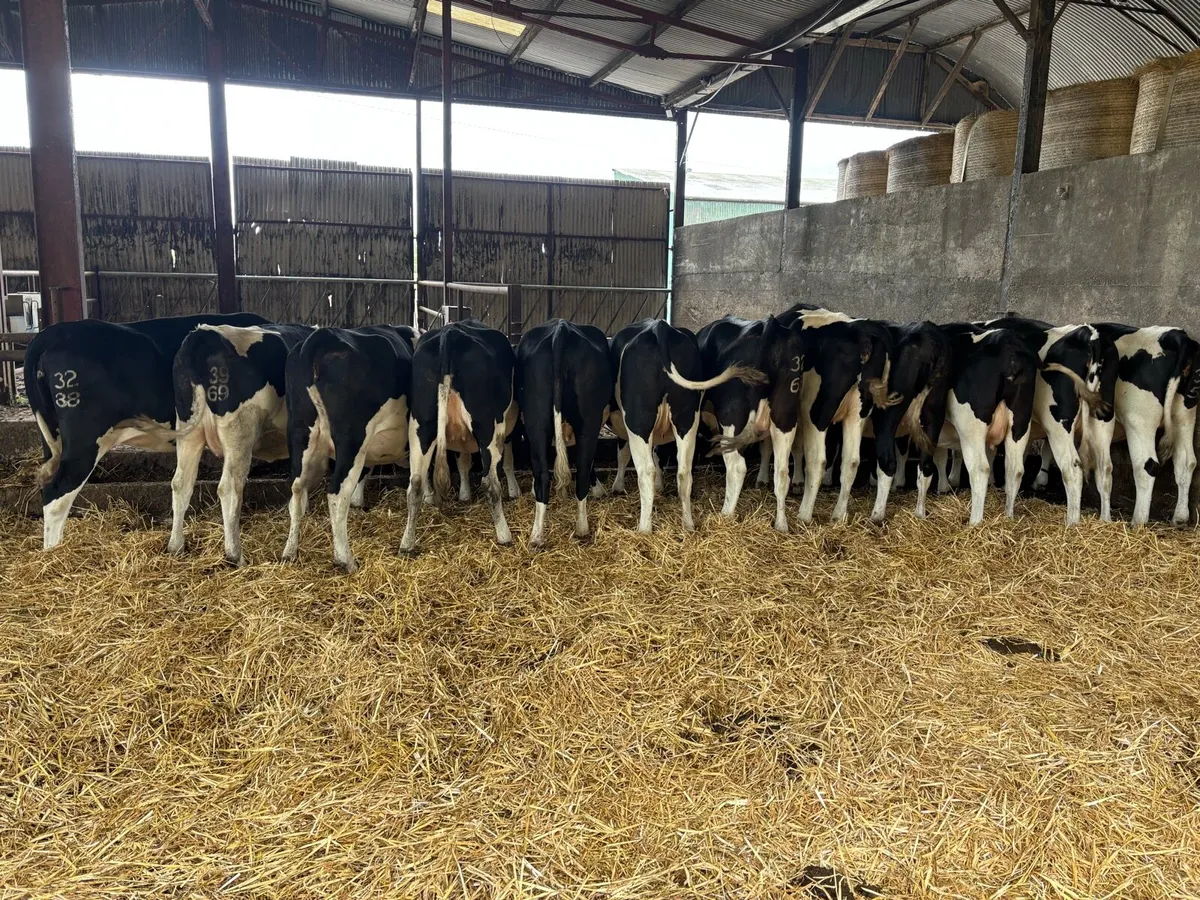 Autumn calving heifers - Image 1