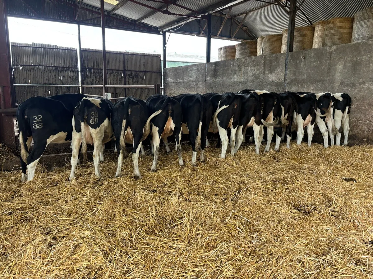 Autumn calving heifers - Image 2