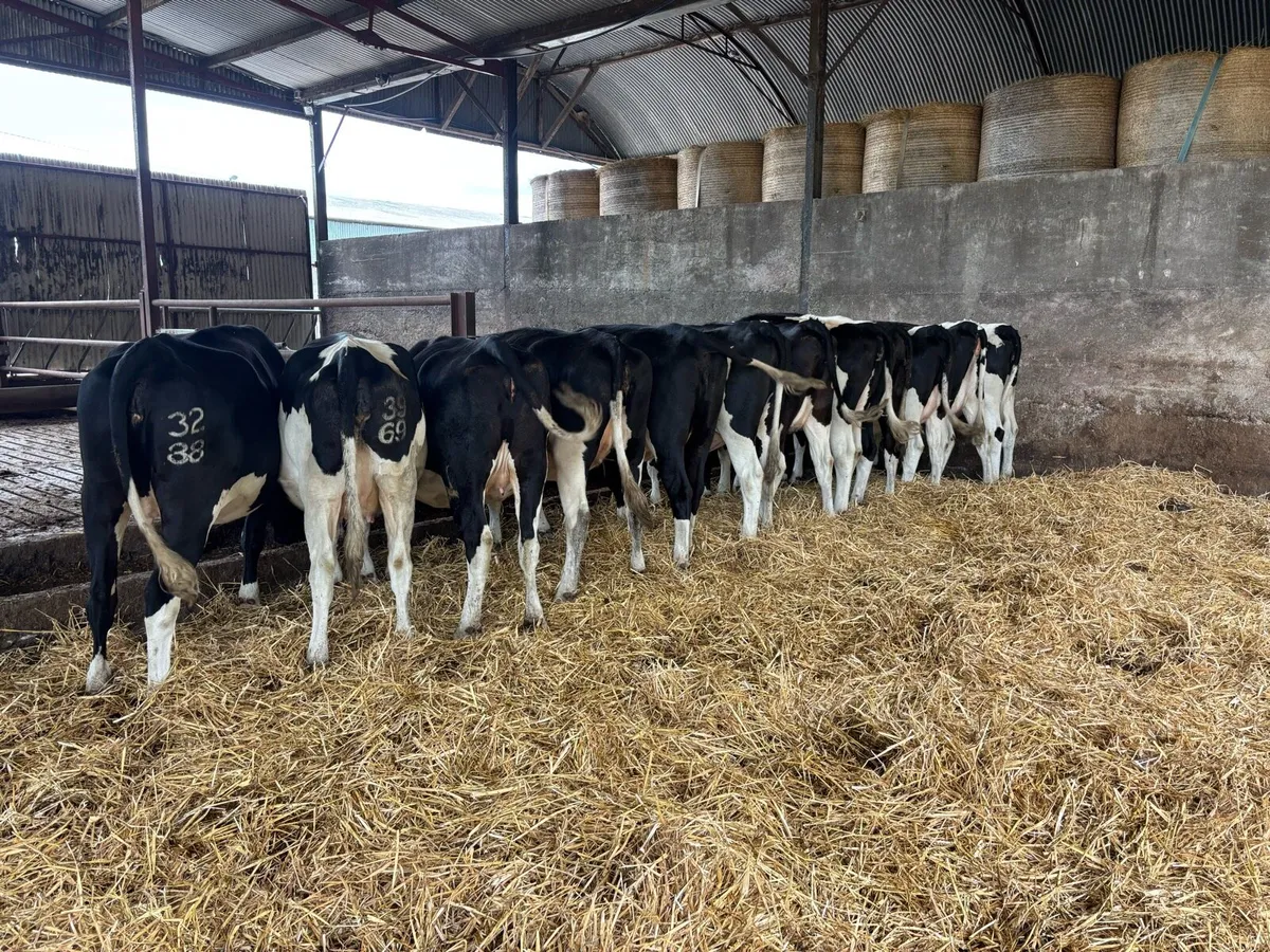 Autumn calving heifers - Image 3