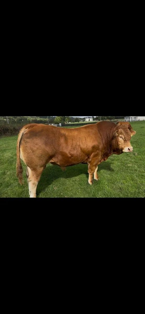 Purebred Limousine Bull - Image 1