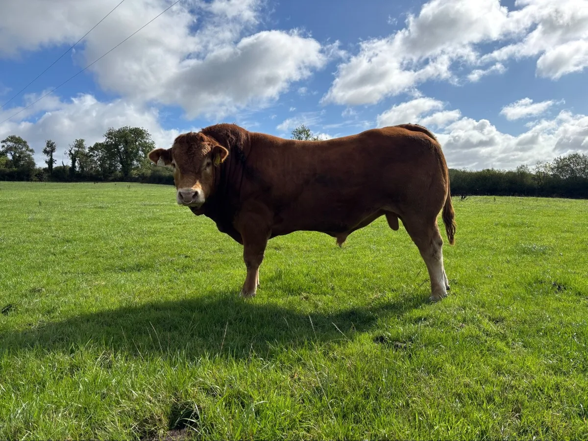 Purebred Limousine Bull - Image 2