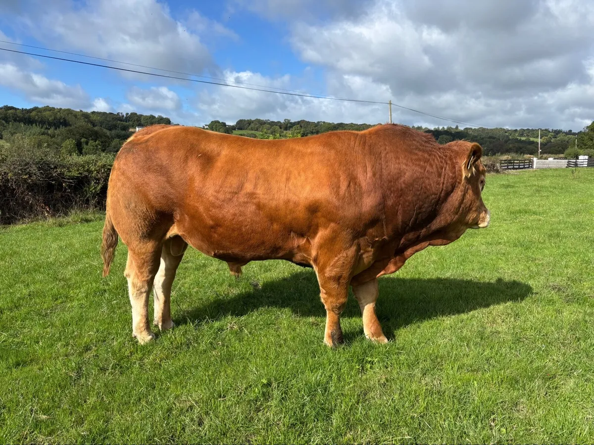 Purebred Limousine Bull - Image 3