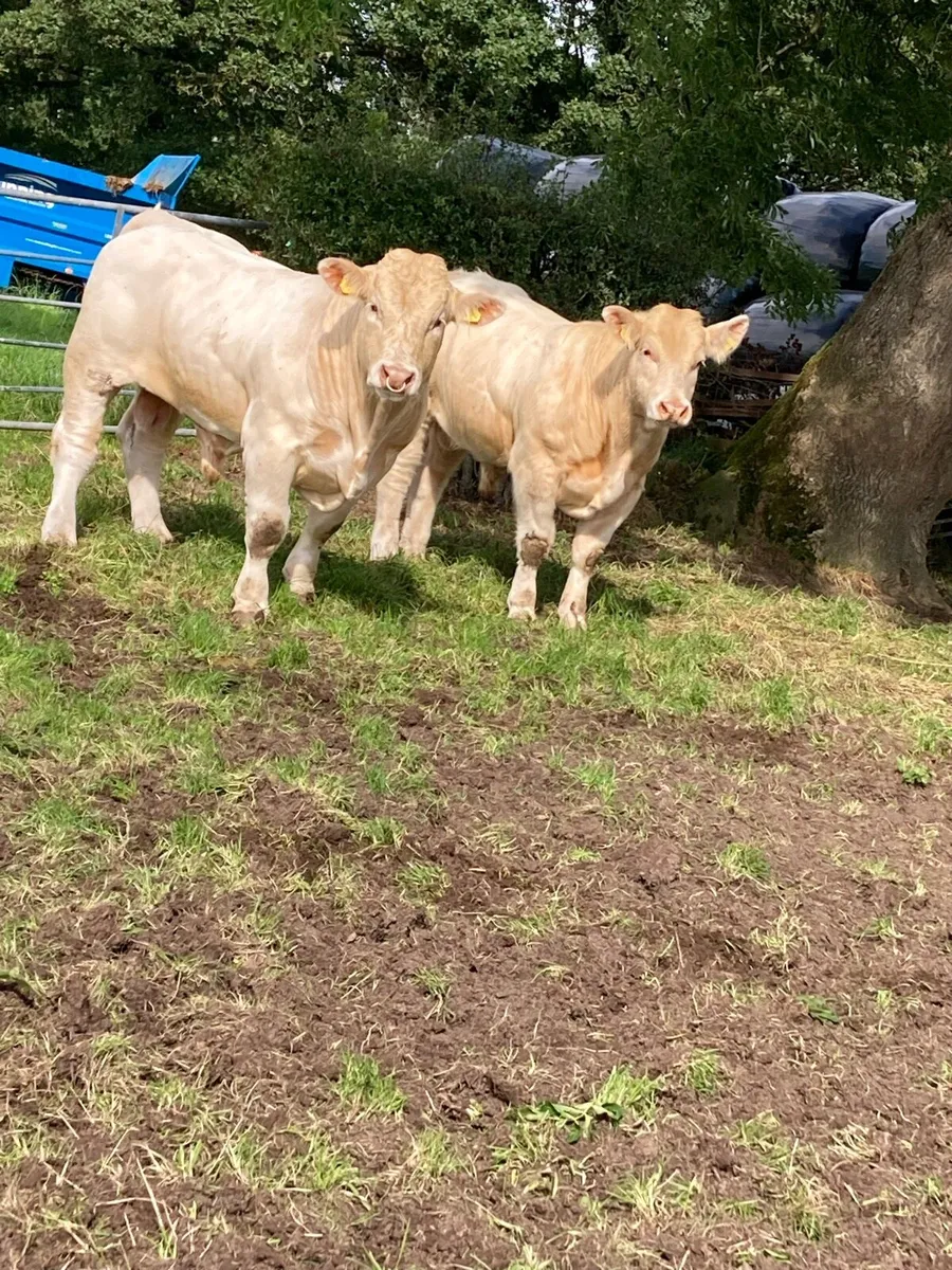 Pure bred charolais bulls - Image 1