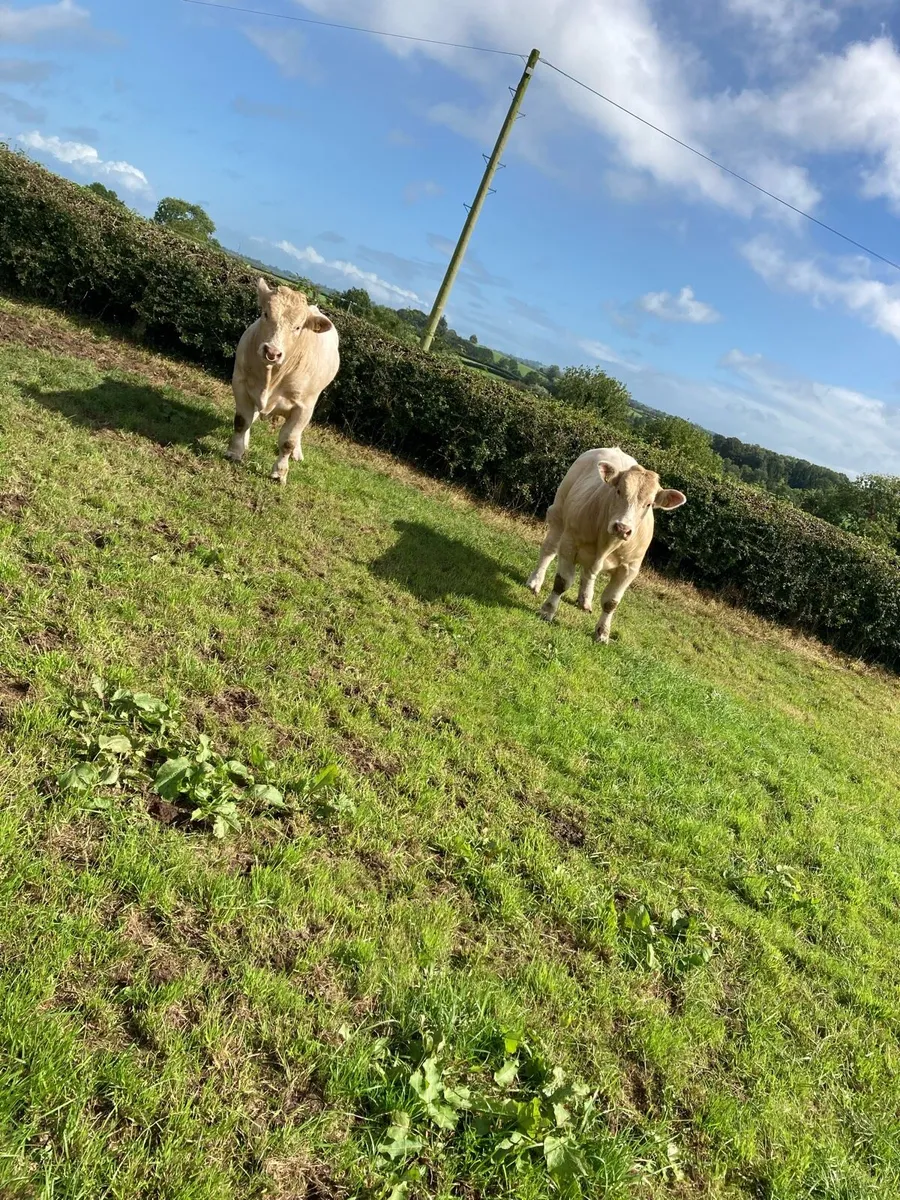 Pure bred charolais bulls - Image 4