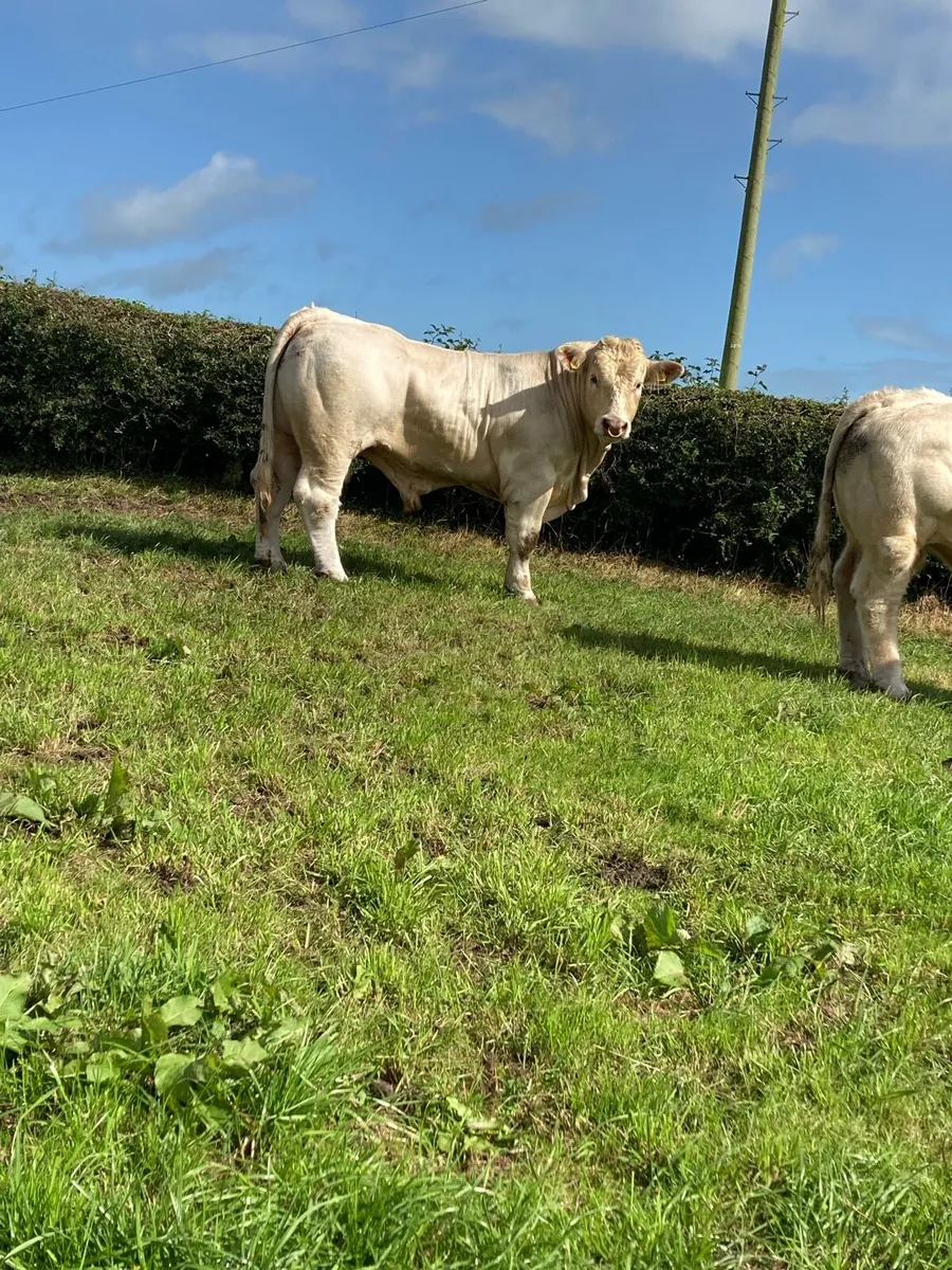 Pure bred charolais bulls - Image 2