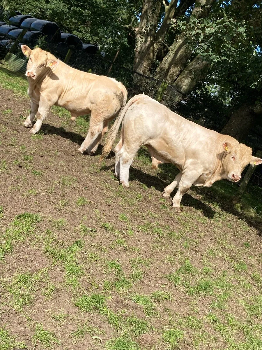 Pure bred charolais bulls - Image 3