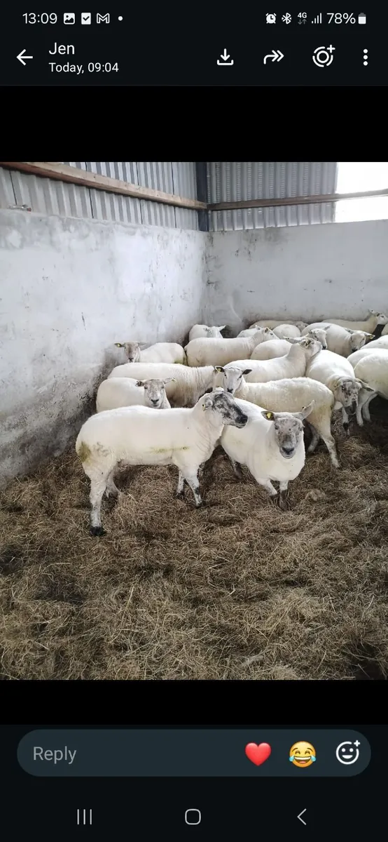 Hoggets - Image 4