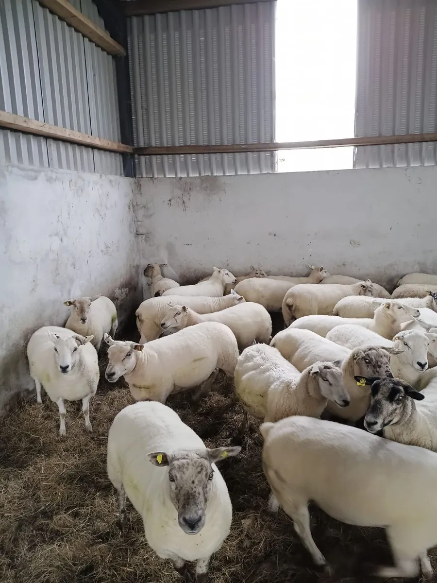 Hoggets - Image 1