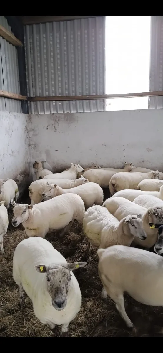 Hoggets - Image 2