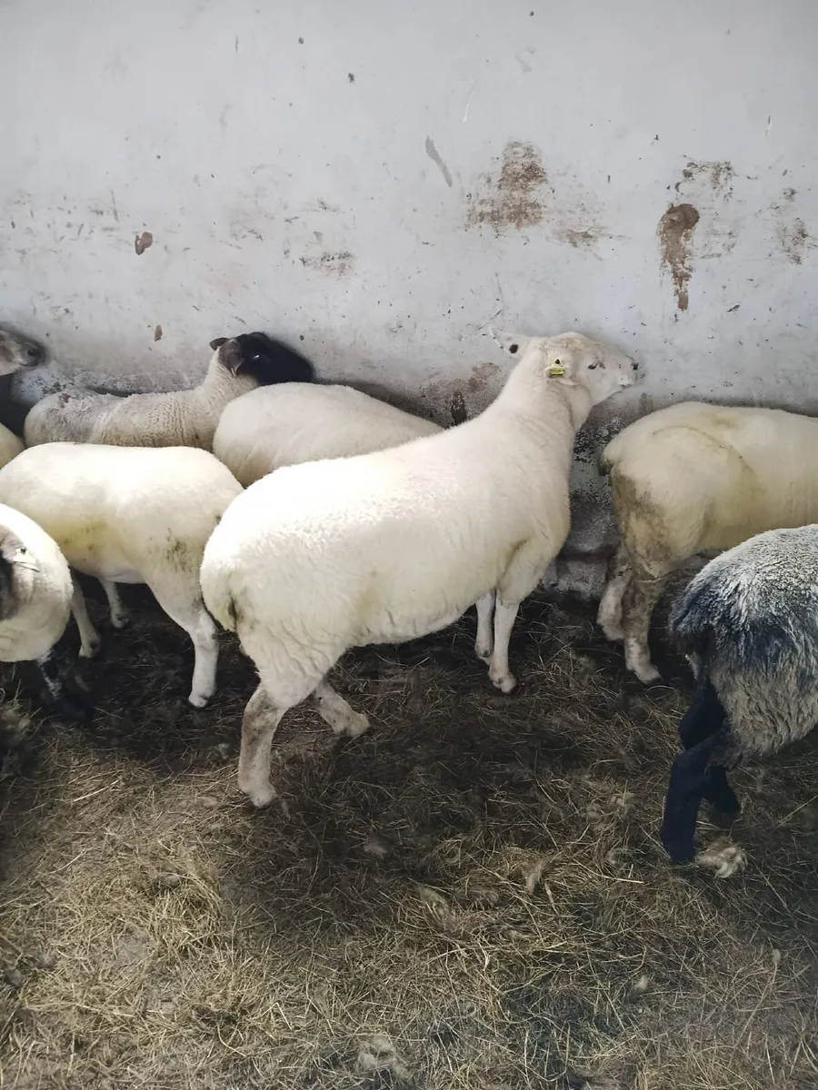 Hoggets - Image 3