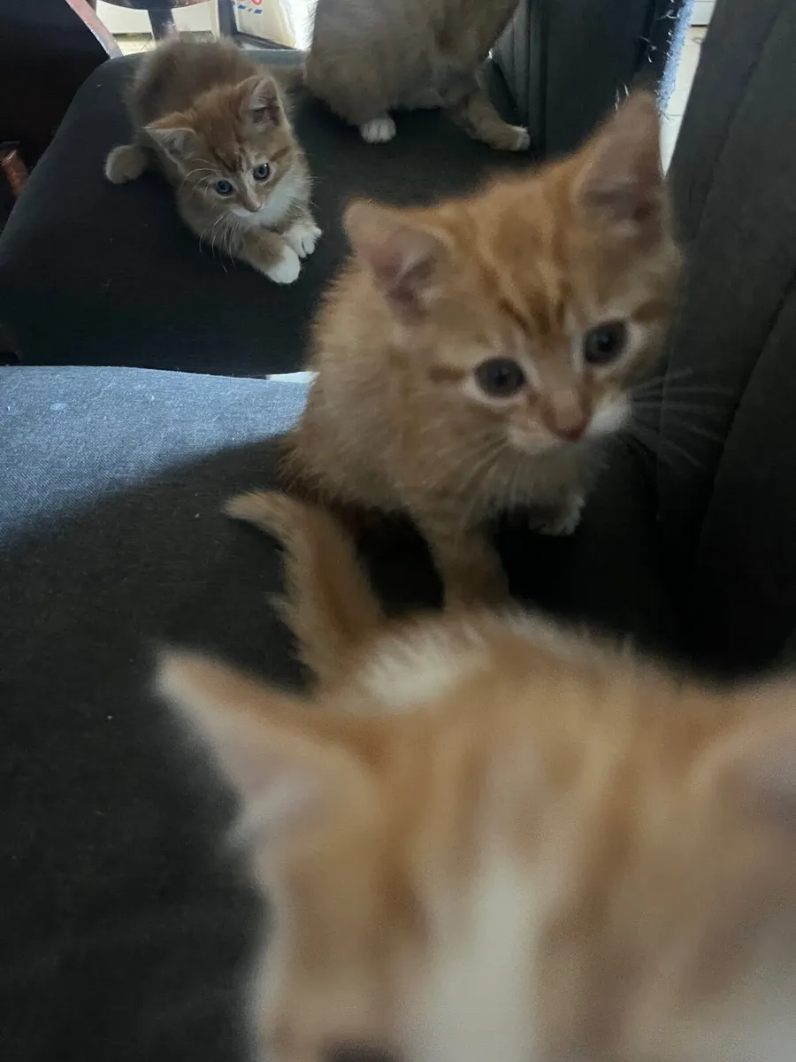 Kittens - Image 2