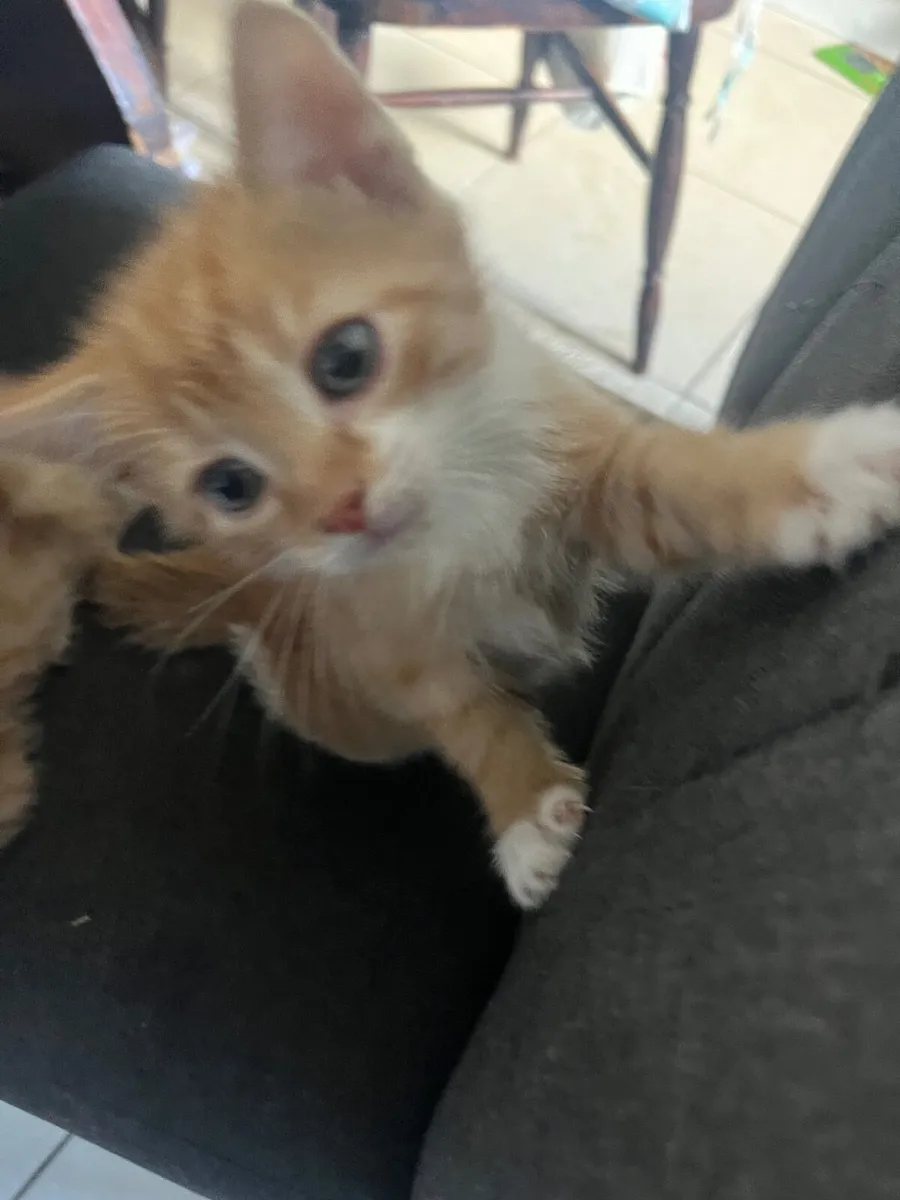 Kittens - Image 3