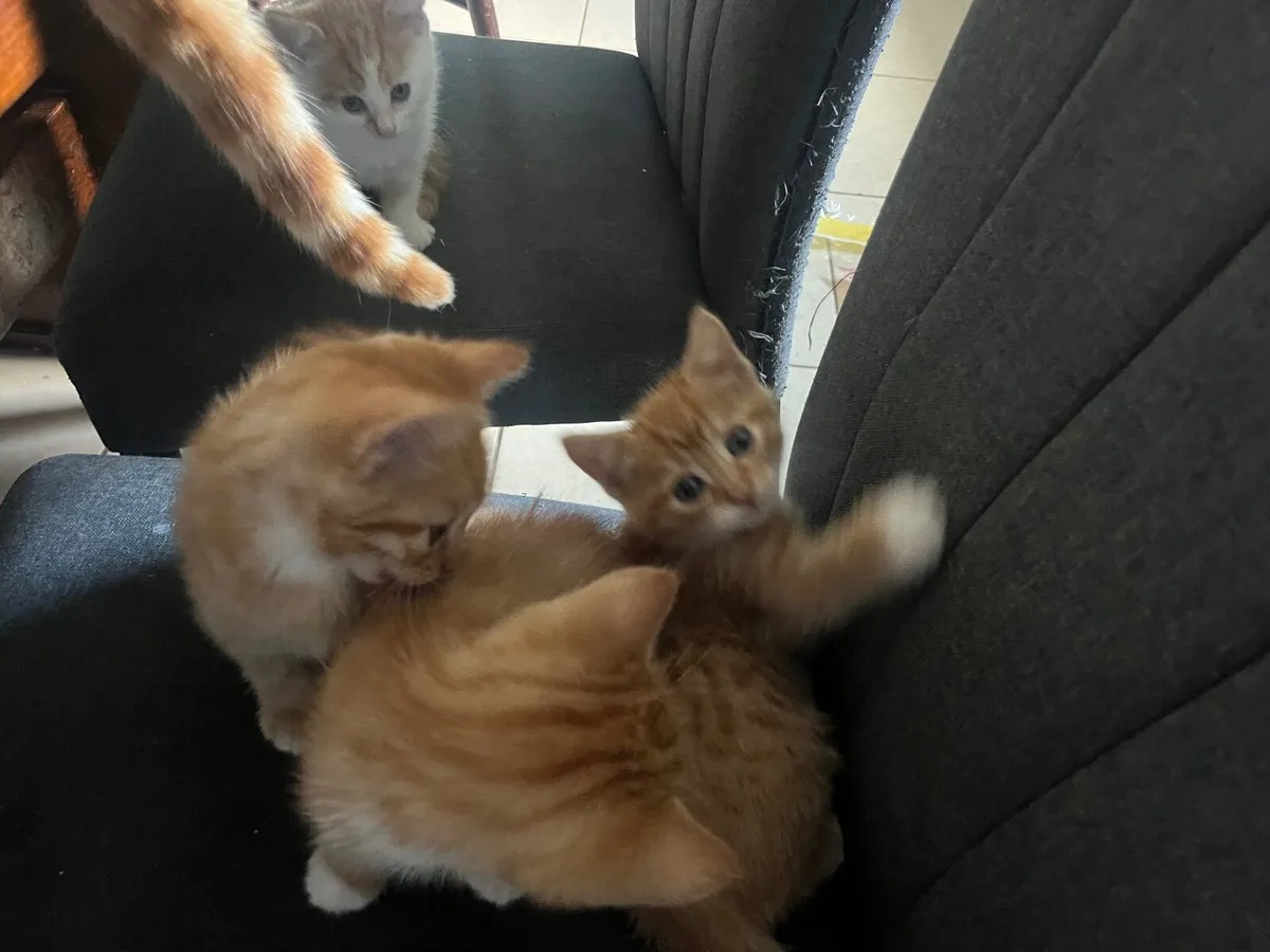 Kittens - Image 1