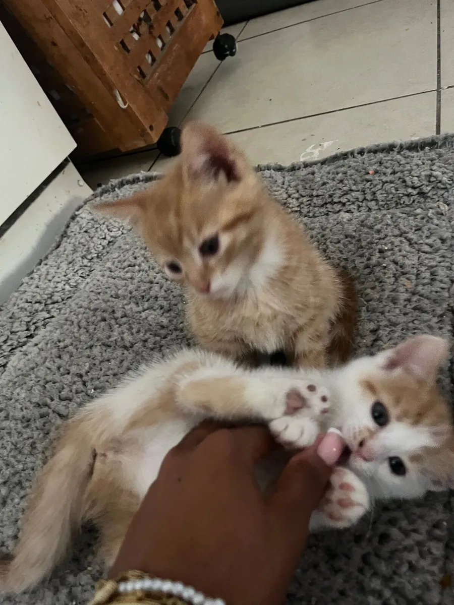 Kittens - Image 4