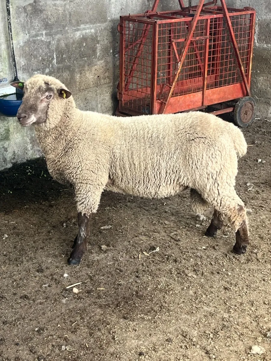 Pedigree Vendeen Ram Lamb - Image 1