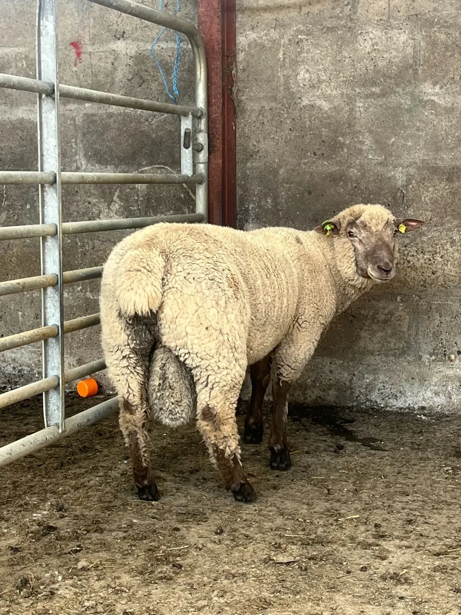 Pedigree Vendeen Ram Lamb - Image 2