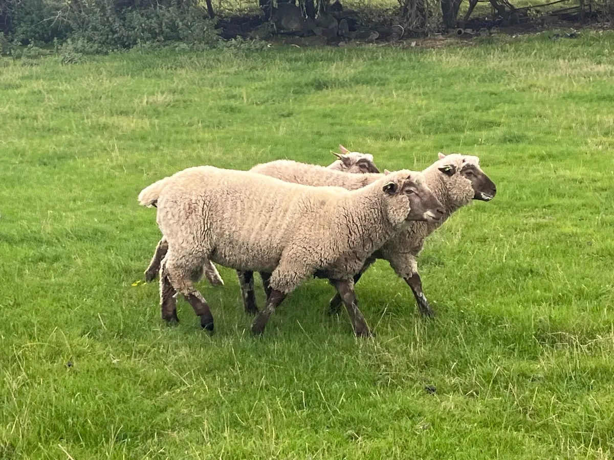 Pedigree Vendeen Ram Lamb - Image 3