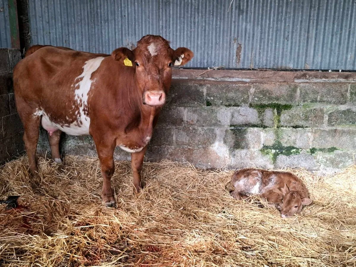 Roan cow and bull calf at foot - Image 1