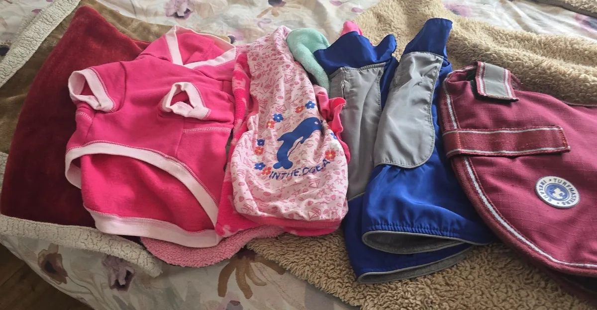 Dog  clothing - Image 2