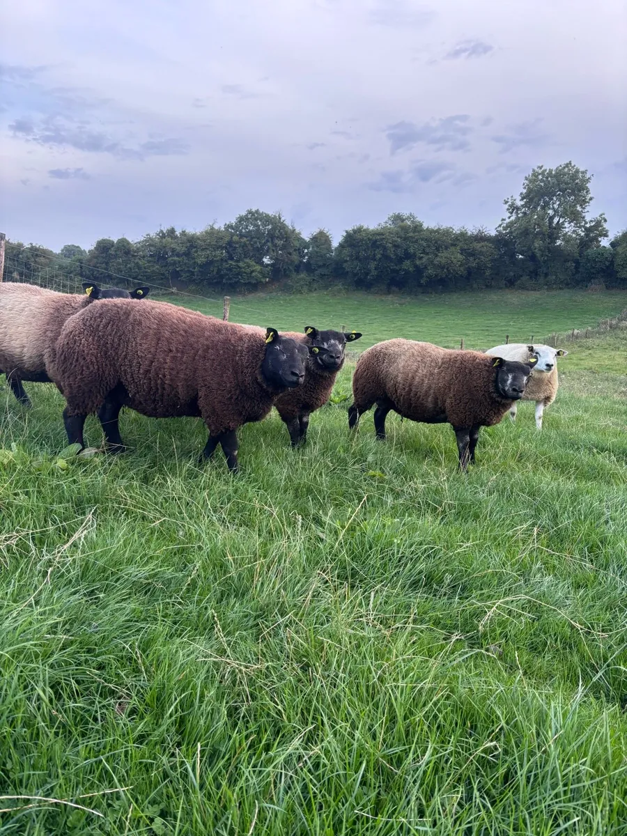 Blue texel Ram lambs - Image 2