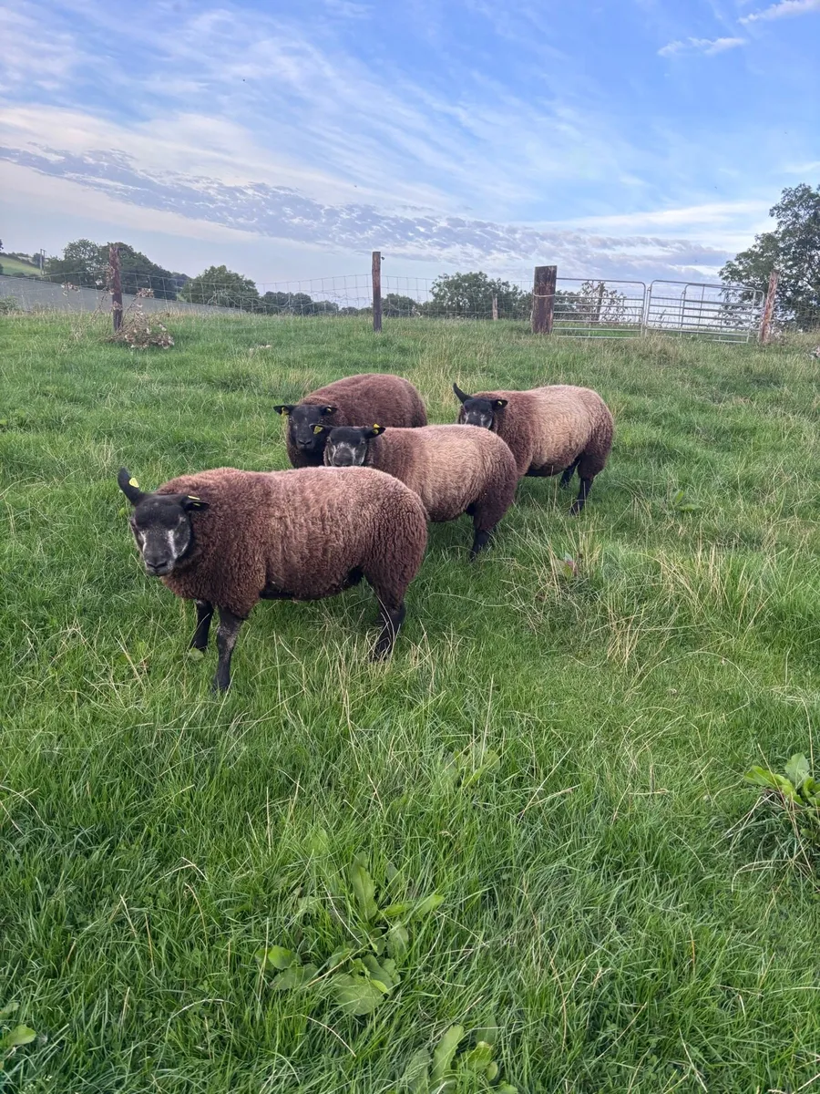 Blue texel Ram lambs - Image 3