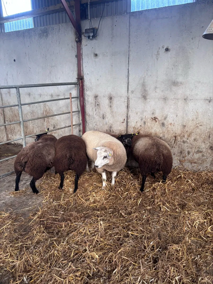 Blue texel Ram lambs - Image 4