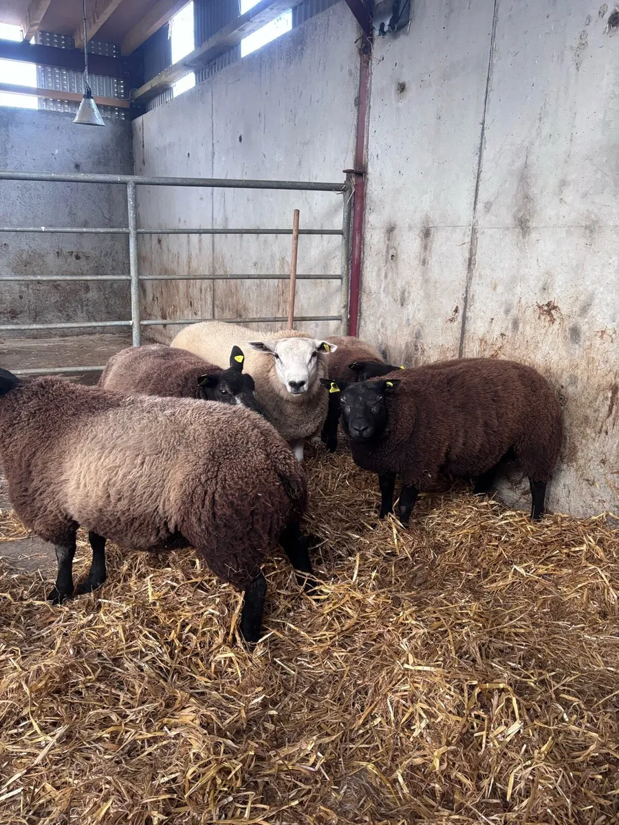 Blue texel Ram lambs - Image 1