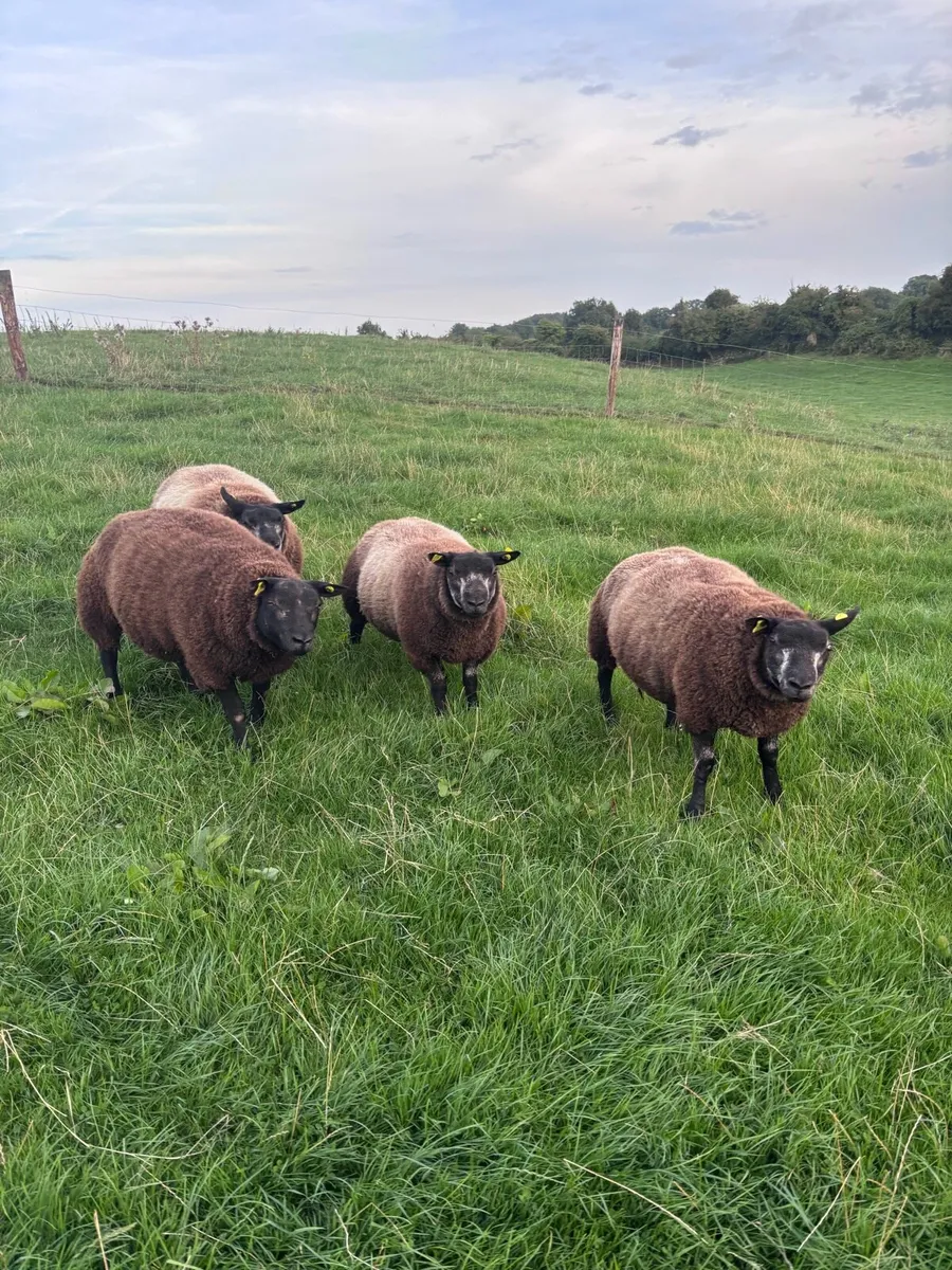 Blue texel Ram lambs - Image 1