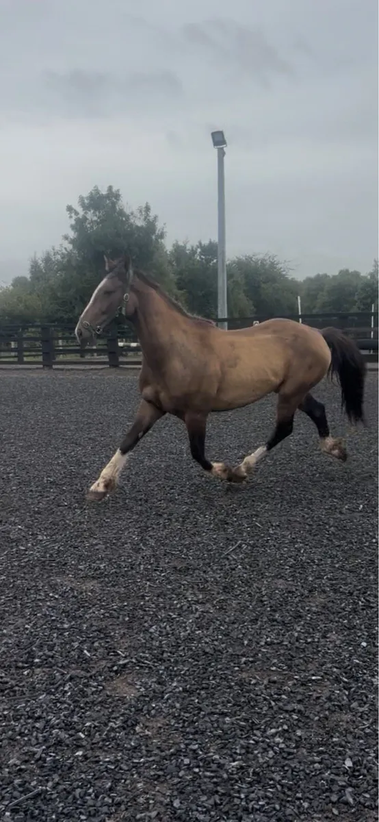 Cob x gelding - Image 1