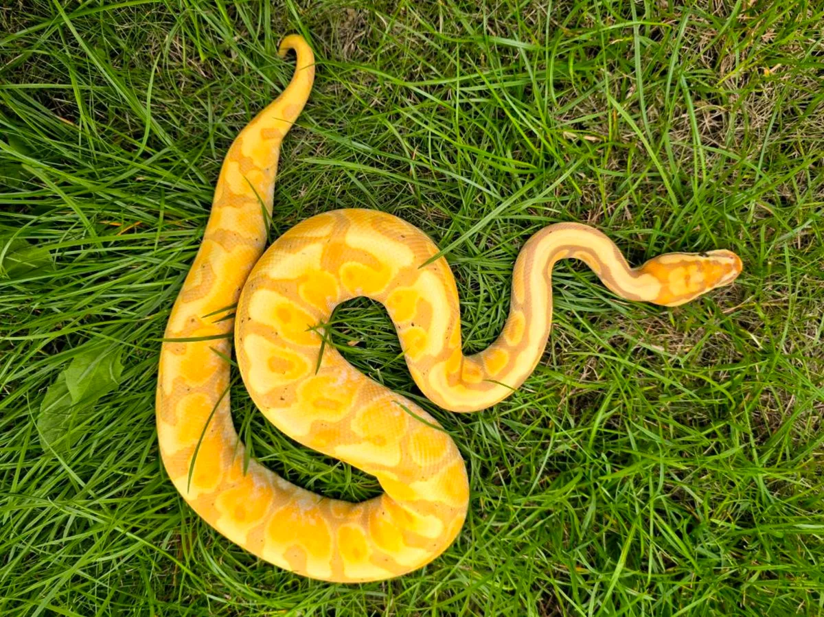 Ball/Royal Python - Image 1
