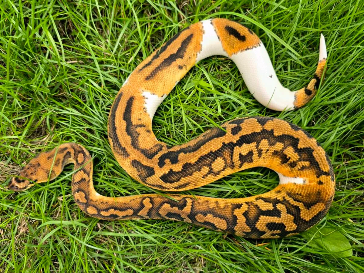 Ball/Royal Python - Image 2