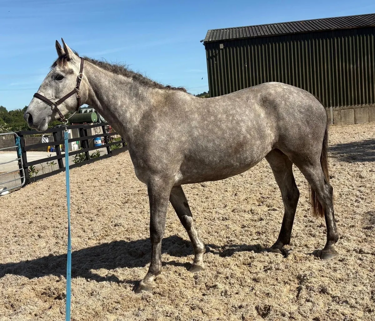 Quality 3year old filly for sale - Image 1