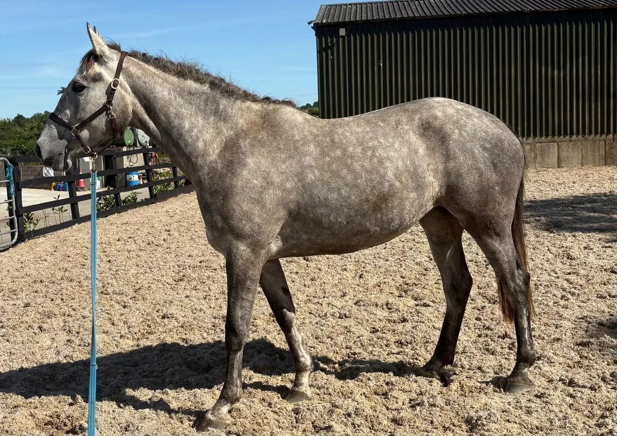 Quality 3year old filly for sale - Image 4
