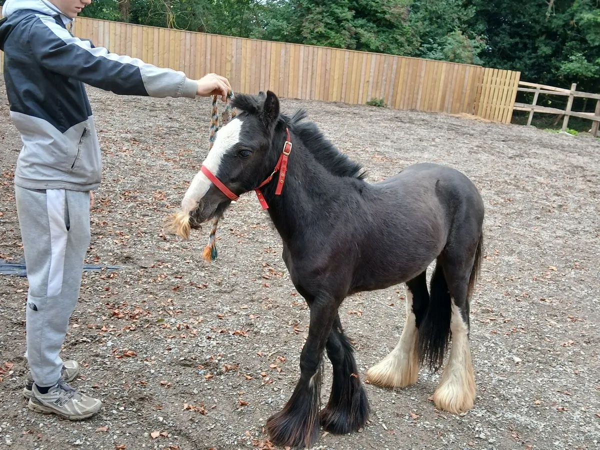 Quiet gelding - Image 2