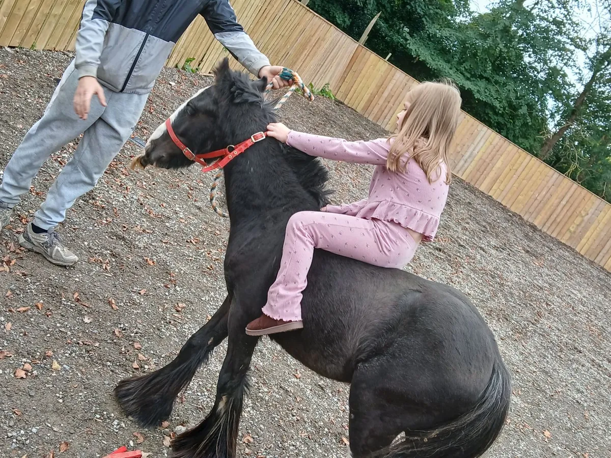 Quiet gelding - Image 3