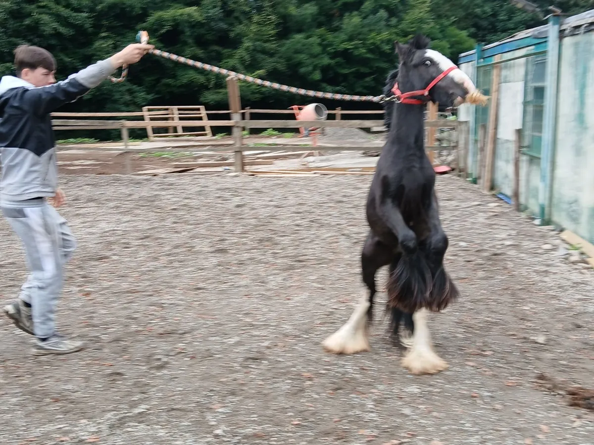 Quiet gelding - Image 1