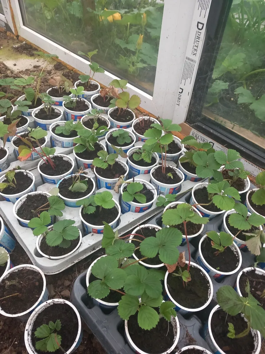 Strawberry plants
