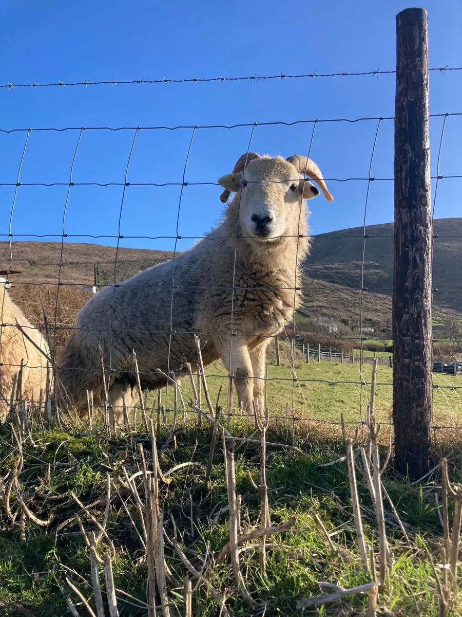 Herdwick Ram - Image 1