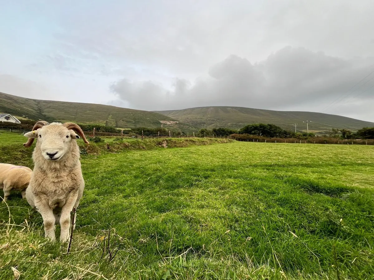 Herdwick Ram - Image 2