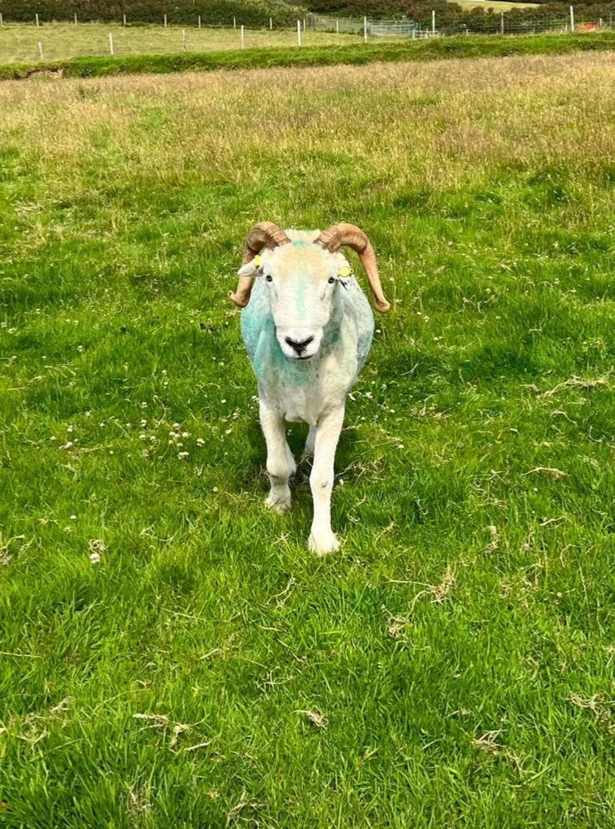 Herdwick Ram - Image 3