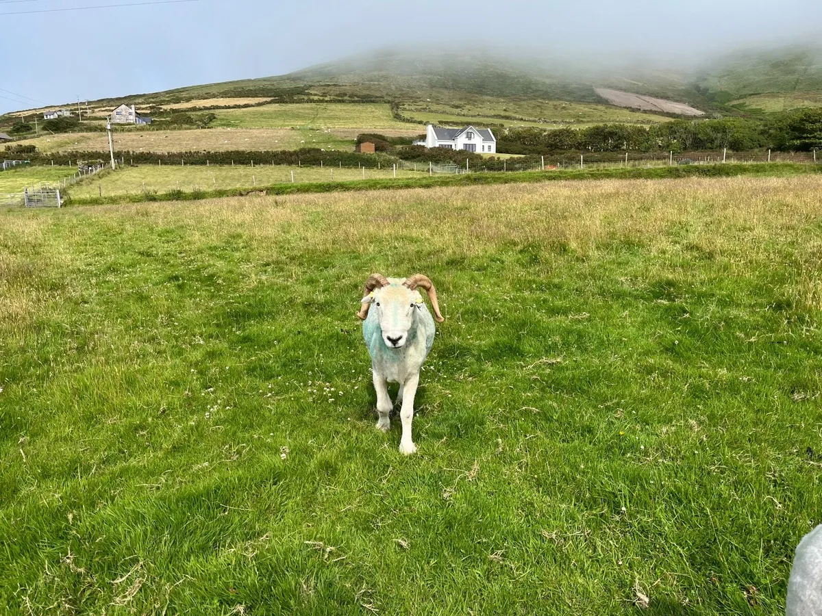 Herdwick Ram - Image 4